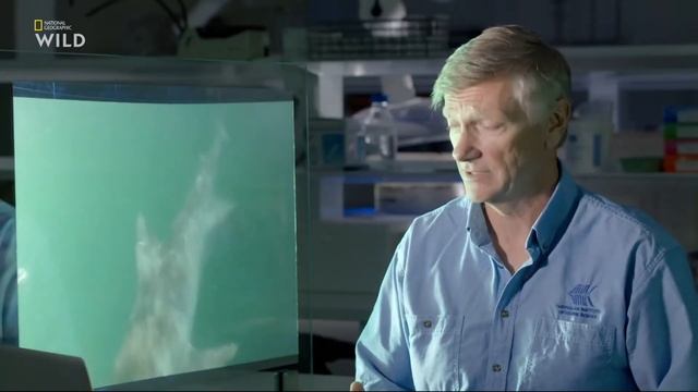 Случай нападения 600 кг тигровой акулы (Galeocerdo cuvier) на 2,5 м акулу-молот (род Sphyrna) ? смотреть онлайн