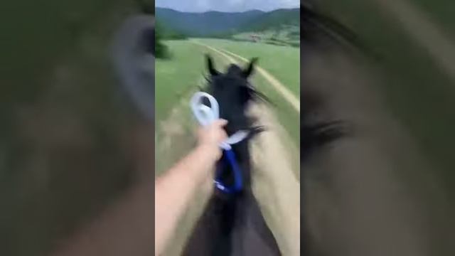 gallop a horse - галопом на лошади смотреть онлайн