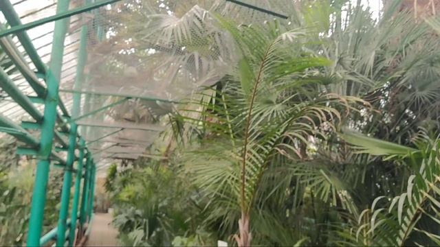 Масленица на территории Ботанического сада, 1 "Г" Гимназия N34 смотреть онлайн