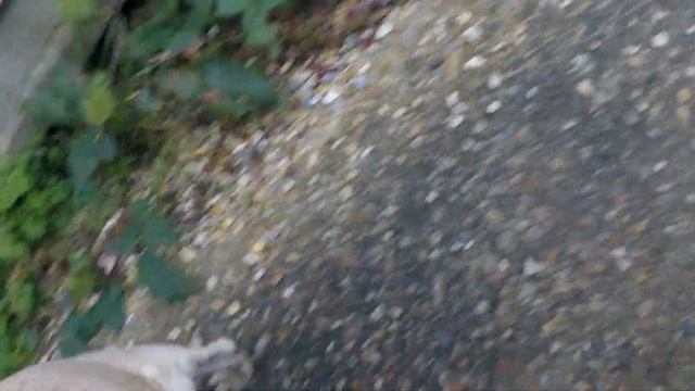 Hump Day PUG (corona lockdown video) смотреть онлайн