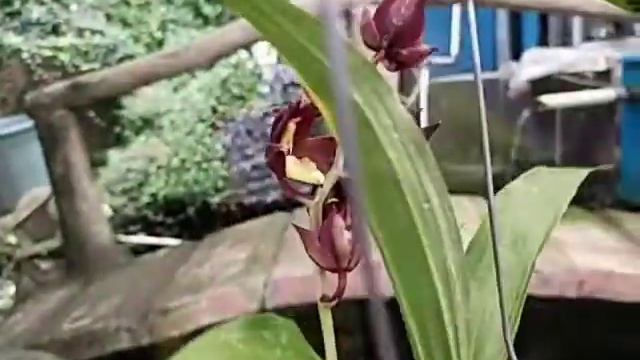 Catasetum tenebrosum смотреть онлайн
