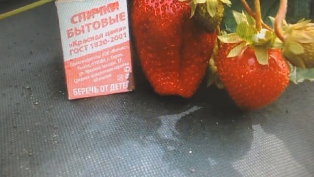Подкормка земляники весь сезон. смотреть онлайн