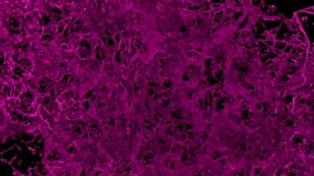 Mouse lymph nodes in RC152 смотреть онлайн