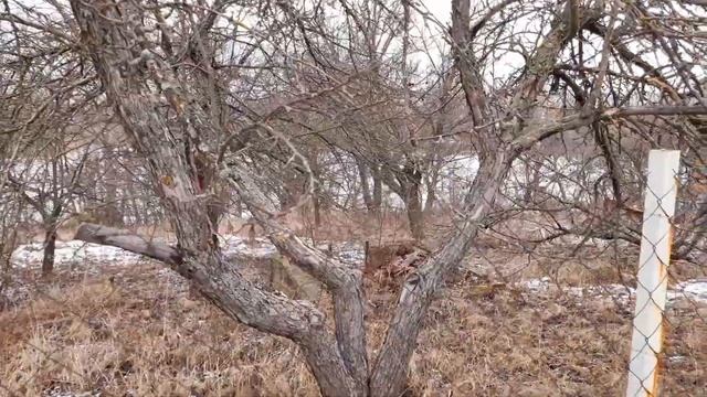 Обрезка деревьев. Нужна ли она им. смотреть онлайн