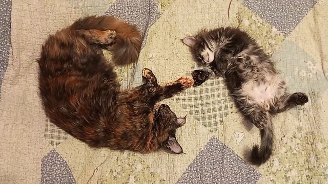 Толстый котёнок мейн кун полидакт, наелся и спит 😁 смотреть онлайн