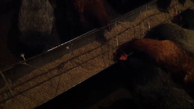 Перенаселение курятника / Много кур / Сколько кур может вместить небольшой курятник смотреть онлайн