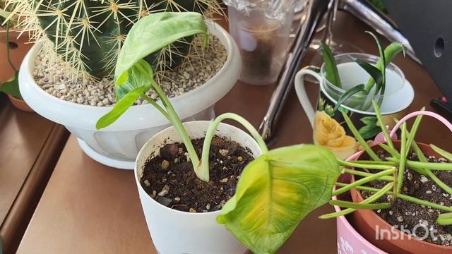 Бугенвилии на улице. Обзор цветов.17.05.2023. смотреть онлайн