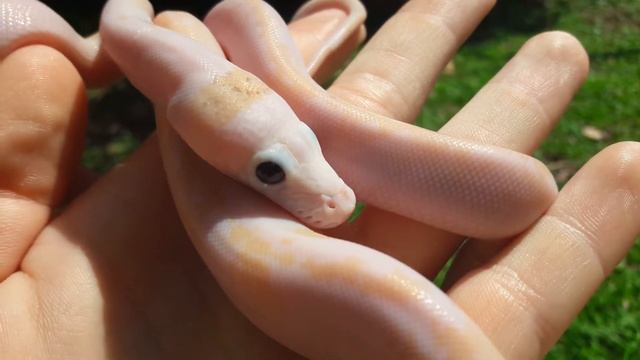 Ivory Reticulated python 50%SD (platinum x lemonglow) смотреть онлайн