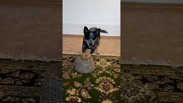 👩🏫🐺 Дождливым вечером🐾🐾Australian cattle dog смотреть онлайн