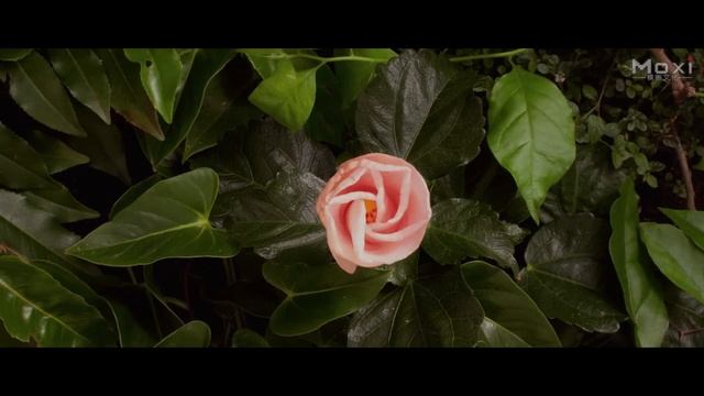 Prajurit Bayangan Wanita Cantik | Terbaru Film Sejarah Aksi | Subtitle Indonesia Full Movie HD смотреть онлайн