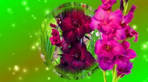 Футаж. Цветочный фон 123