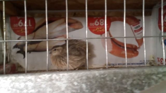 Перепела в квартире. Расклев. смотреть онлайн