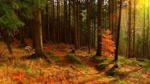 Футаж. Белки.