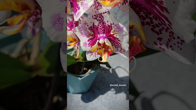 Phal. Anmio Gentleman ‘AN-6608’ 🎩🥸 Второе цветение азиатской орхидеи бабочки Анмио Джентльмен 🌺 смотреть онлайн