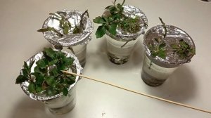 Укоренение хризантемы. Черенок с цветущей веточки.