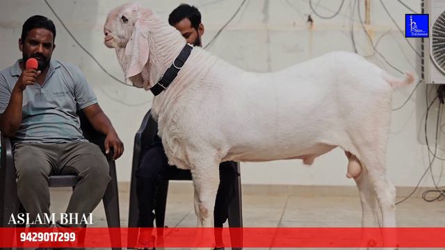 BURAQ - Surat Andul Self feeding one of heavyiest Goat | Aslam bhai video & Ibu ustad | смотреть онлайн