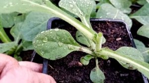 Табак крылатый. Нужна ли прищипка?!