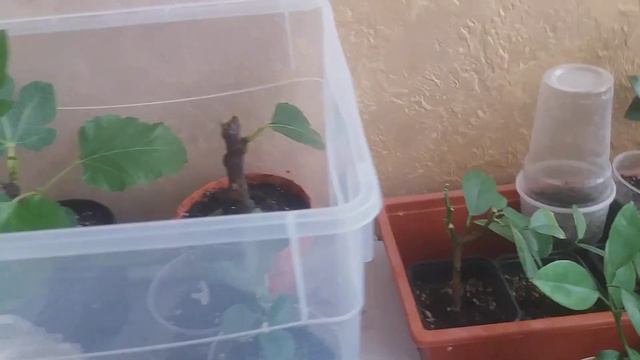 Добавил дополнительные корни на мандарине смотреть онлайн