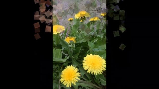 БАҚЫТ ӘДЕМІ ГҮЛДЕР НАУРЫЗ смотреть онлайн