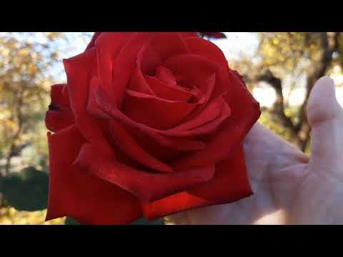 Листопад.... Ноябрьский день в Саду на трех холмах... смотреть онлайн