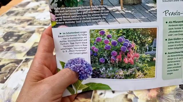 Садоводческий немецкий журнал. #синяягортензия. Разборки с Самсунгом. смотреть онлайн