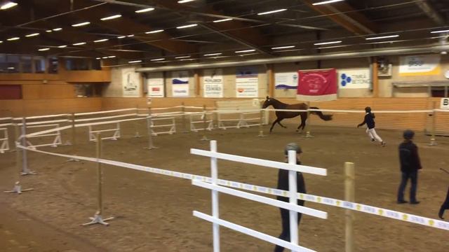 Kannan - Quinar - Ramiro Z 3 year old stallion at SWB test 20170611-1 смотреть онлайн