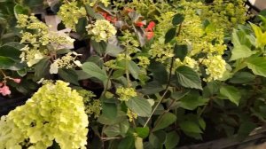 Цветочный рынок Краснодар 28 июня 2023 г