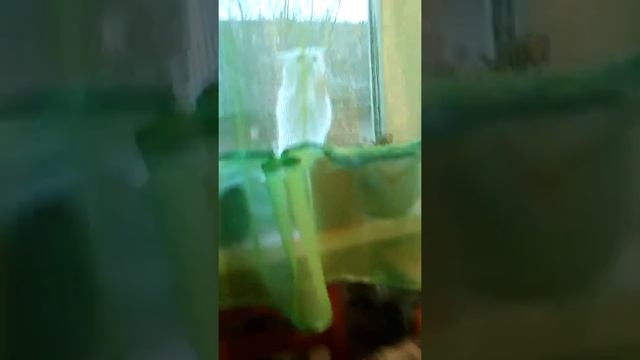 Кошка в окне смотреть онлайн