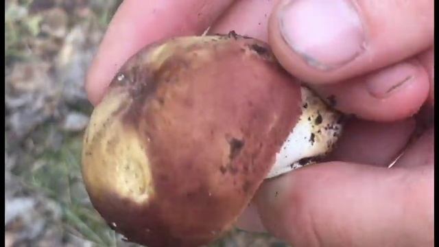 СЫРОЕЖКА ПИЩЕВАЯ - гриб, который растёт в жару. Russula vesca смотреть онлайн