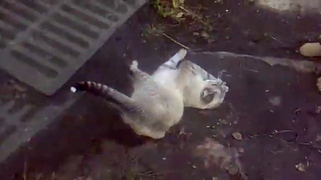 Коты. Вчера котов душили-душили смотреть онлайн