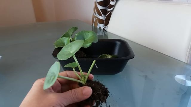 Planta Suculenta Umbilicus Rupestris