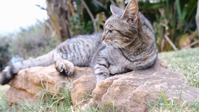 Чудесная классическая музыка. Прекрасные кошки.