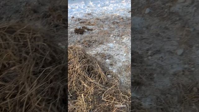 Мороз! Усиленно кормим коров #герефорд #ферма #фермер #сено #деревня #корова #животные #трактор #мт смотреть онлайн