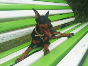 Цвергпинчер - лучшая порода собак!