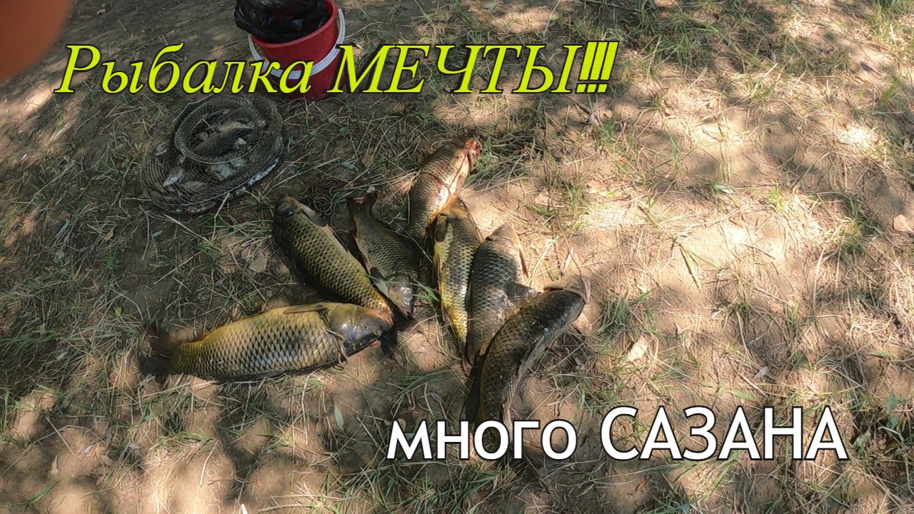 Рыбалка мечты! Поймал 7 САЗАНОВ за утро.Ловим САЗАНА на жмых. смотреть онлайн