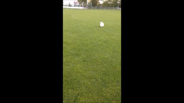 Volpino trick and agility compilation смотреть онлайн