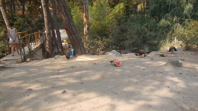 Plaka Forest, Кос, Греция смотреть онлайн