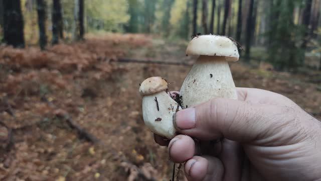 Опять рыжики и снова белые на лесной дороге. смотреть онлайн
