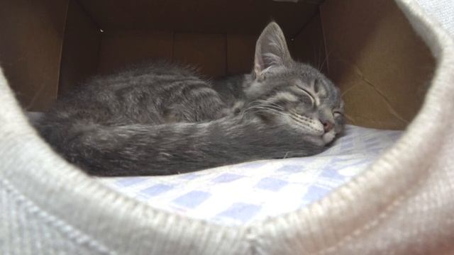 НЯШКА - ГОРЕЛЫЙ УС. 5 минут глазами котенка. смотреть онлайн