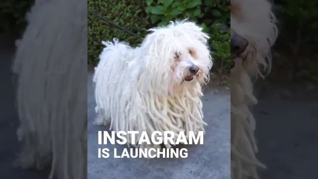 Собака с дредами #shorts смотреть онлайн