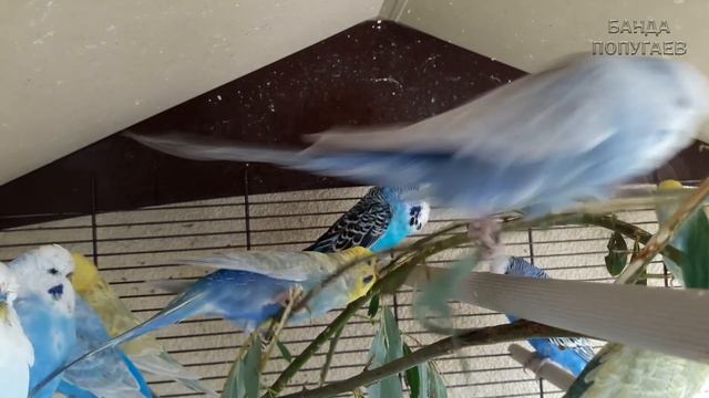 Учим попугая по имени Фифи говорить, видеоурок 1: "Фифи хорошая птичка" смотреть онлайн