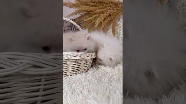 VID-20221103-WA0017.mp4 смотреть онлайн