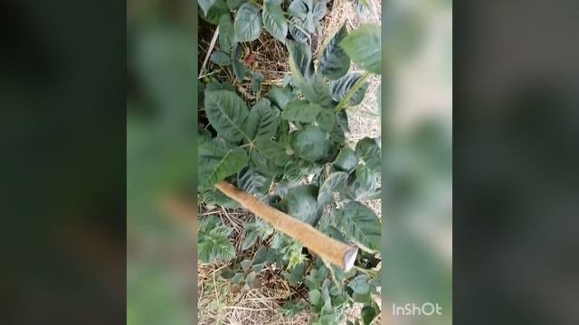 Ежевика Вошито,Натчез,Блэк Джем.Зреет ягода ? Краснодарский край ??? смотреть онлайн