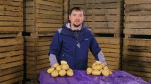 Два ультраранних сорта картофеля Коломба и Примабелль. В чем отличие?