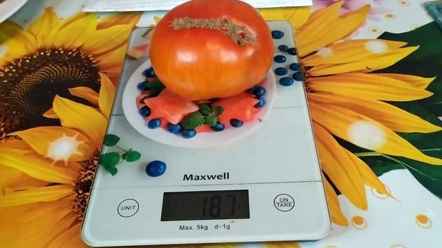 Коллекционный сорт Жемчужина Джанет . смотреть онлайн