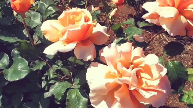 Паломничество в Наисвятую Землю - Особняк Мазра'и (Израиль)