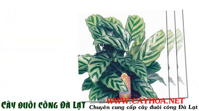 Cây sân vườn cây đuôi công Đà Lạt смотреть онлайн