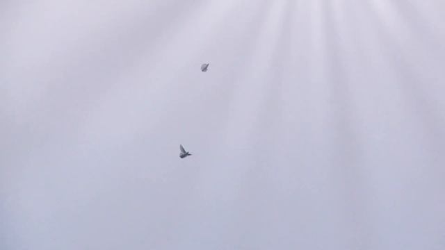 Голуби. Игра. Танцы для вас!!! Doves dance for you смотреть онлайн