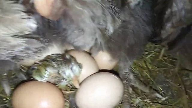 Начинают вылупливаться цыплята. смотреть онлайн