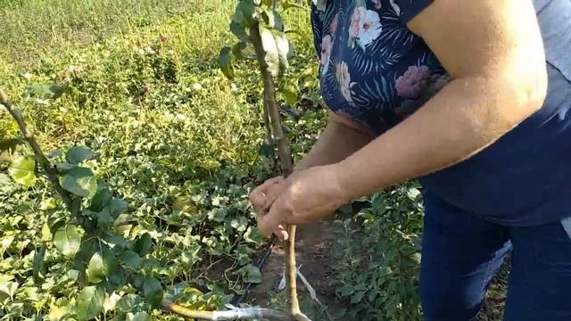 Прививка плодовых культур в августе. смотреть онлайн
